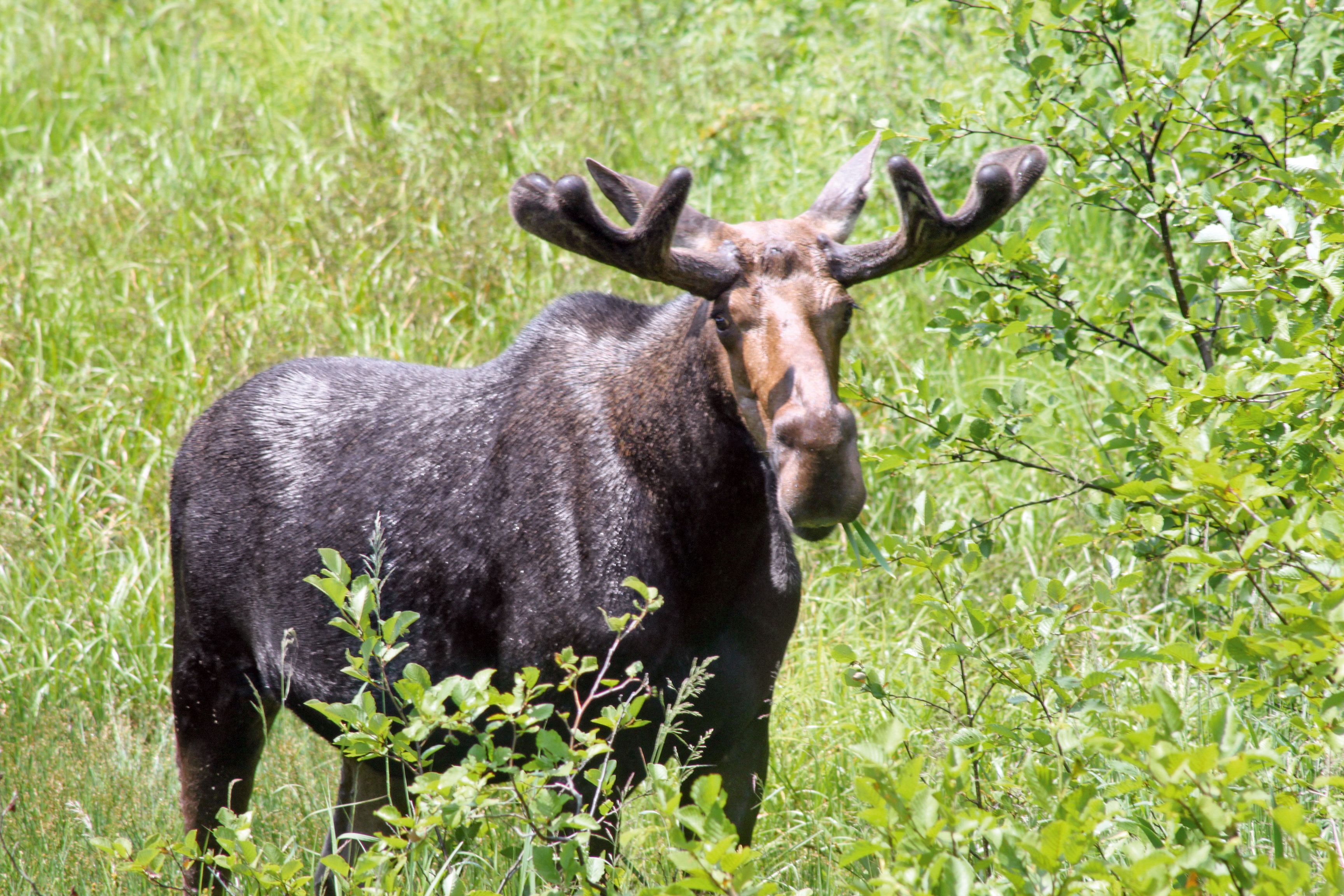 Elch im Algonquin Provincial Park